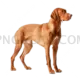 Vizsla Dog #361 cutout from Vizsla Dog