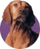 Vizsla Dog #364 cutout from Vizsla Dog