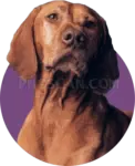Vizsla Dog #364 cutout from Vizsla Dog