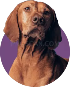 Vizsla Dog #364 cutout from Vizsla Dog