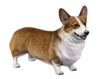Welsh Corgi cutout image