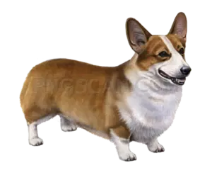 Welsh Corgi cutout image