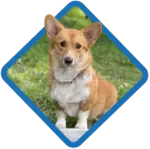 Welsh Corgi #425 cutout from Welsh Corgi
