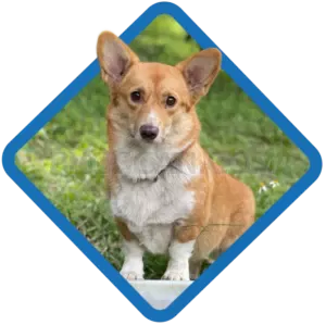 Welsh Corgi #425 cutout from Welsh Corgi