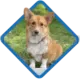 Welsh Corgi #425 cutout from Welsh Corgi