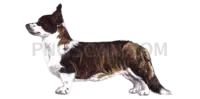 Welsh Corgi natural cutout from Welsh Corgi