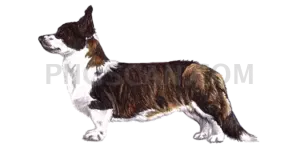 Welsh Corgi natural cutout from Welsh Corgi