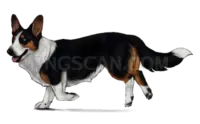Welsh Corgi #373 cutout from Welsh Corgi