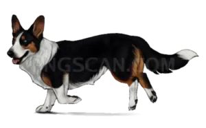 Welsh Corgi #373 cutout from Welsh Corgi