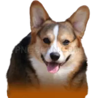 Welsh Corgi #376 cutout from Welsh Corgi