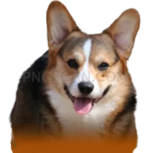 Welsh Corgi #376 cutout from Welsh Corgi