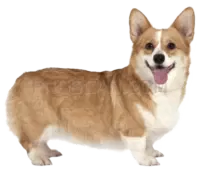 Welsh Corgi #397 cutout from Welsh Corgi