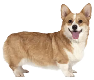 Welsh Corgi #397 cutout from Welsh Corgi