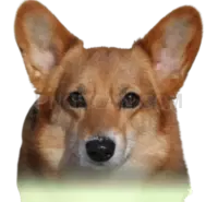 Welsh Corgi #400 cutout from Welsh Corgi