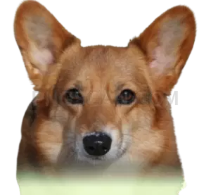 Welsh Corgi #400 cutout from Welsh Corgi