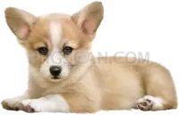 Welsh Corgi #403 cutout from Welsh Corgi