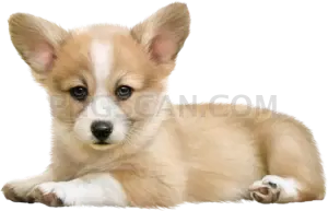 Welsh Corgi #403 cutout from Welsh Corgi