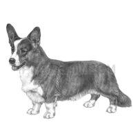 Welsh Corgi #404 cutout from Welsh Corgi