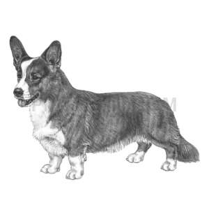 Welsh Corgi #404 cutout from Welsh Corgi