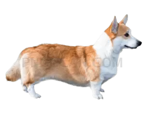Welsh Corgi #411 cutout from Welsh Corgi