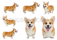 Welsh Corgi #413 cutout from Welsh Corgi
