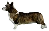 Welsh Corgi #416 cutout from Welsh Corgi