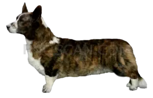 Welsh Corgi #416 cutout from Welsh Corgi