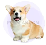 Welsh Corgi #422 cutout from Welsh Corgi